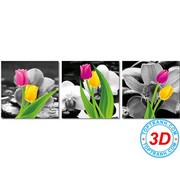 Tulip 3 bức